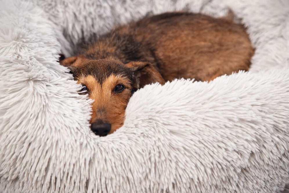 hond in pluche mand